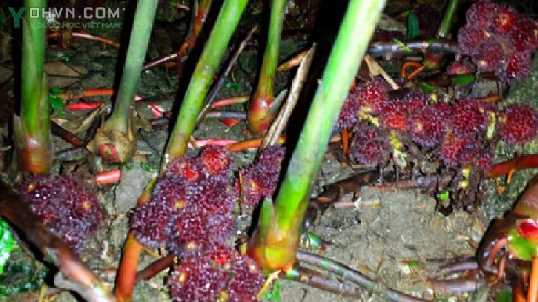 Cây sa nhân, Mè trê bà, Dương xuân sa - Amomum villosum Lour. (A. echinosphaera K. Schum.), thuộc họ Gừng - Zingiberaceae.