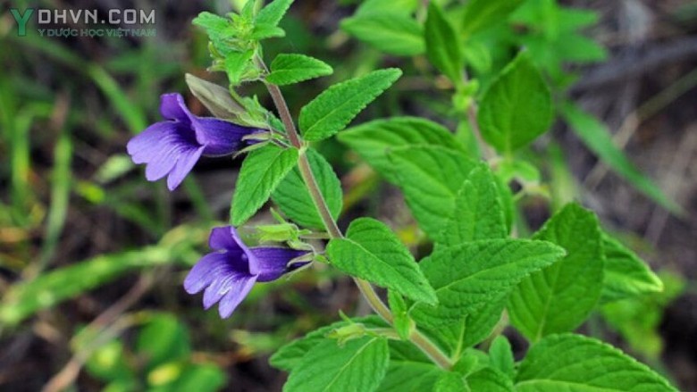 Cây Nhân trần - Adenosma caeruleum R.Br. (Adenosma glutinosum (L.) Druce, thuộc họ Hoa mõm sói - Scrophulariaceae.