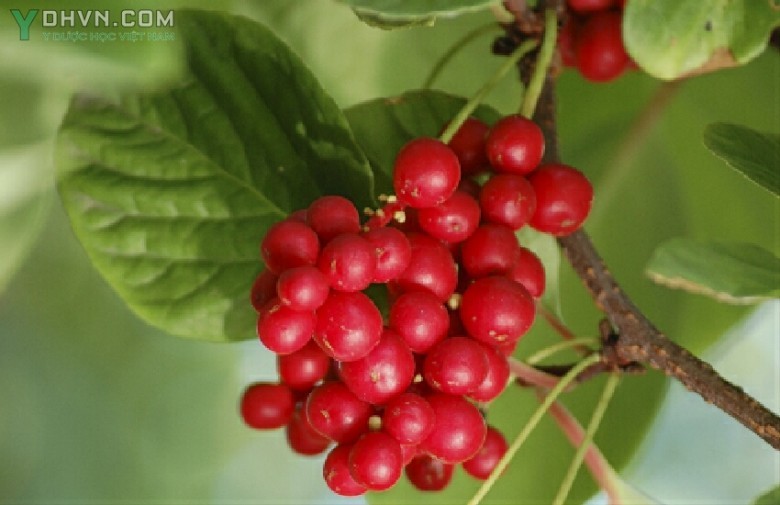 Cây Ngũ vị - Schisandra chinensis (Turcz.) Baill., thuộc họ Ngũ vị - Schisandraceae.