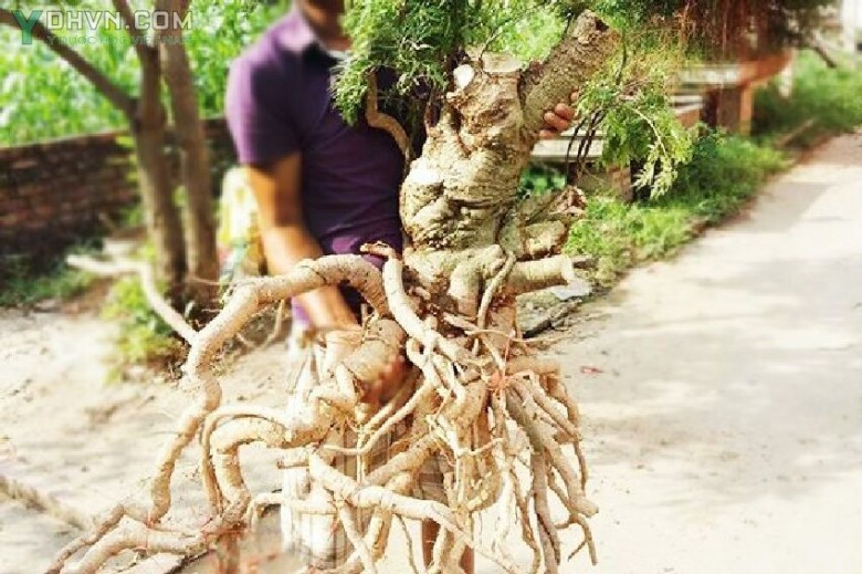 Cây Đinh lăng, Cây gỏi cá - Polyscias fruticosa (L,) Harms (Tieghempanax fruticosus R Vig.), thuộc họ Nhân sâm - Araliaceae.