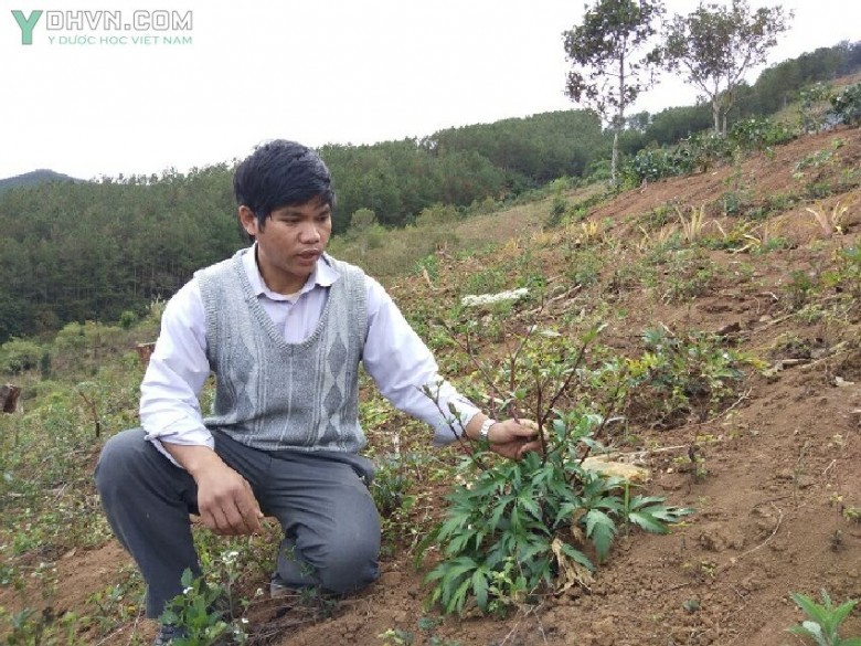 Ở xã Măng Ri, sâm đương quy dù không được giá như sâm dây, sâm Ngọc Linh nhưng vẫn là cây dược liệu mang lại thu nhập cao hơn so với trồng ngô, mì
