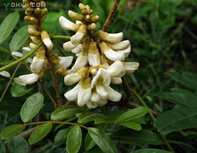 Cây Sâm nam, Sâm trâu, Sâm chào mào - Milletia speciosa Champ, thuộc họ Đậu - Fabaceae.