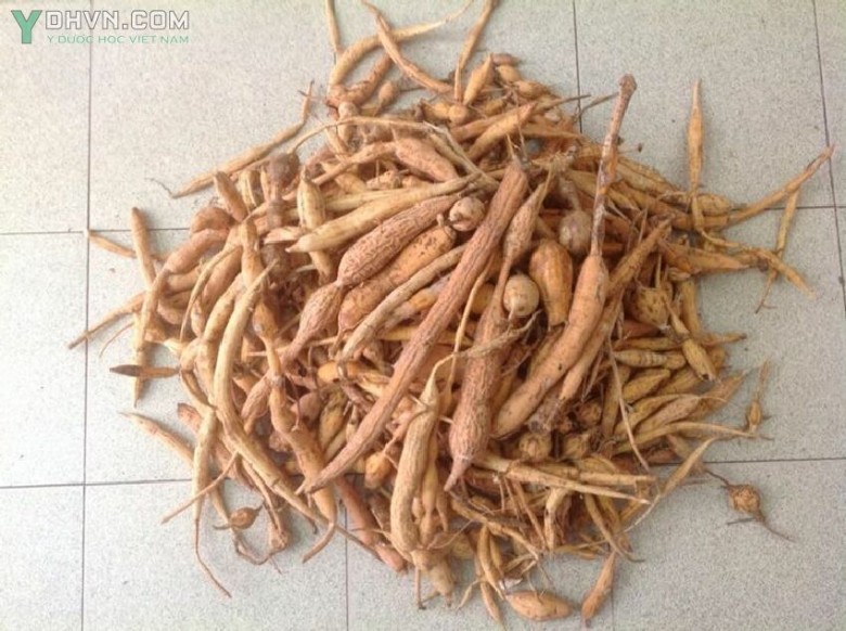 Hình ảnh củ rễ cây CÁT SÂM, sâm nam, sâm trâu, sâm chèo mèo, hay chỏn (Tày)