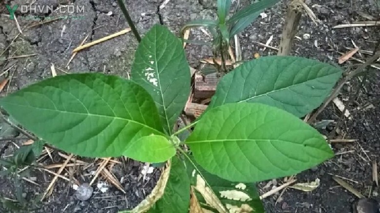 Cây mật gấu có tên khoa học là Vernonia amygdalina, thuộc họ cúc (Asteraceae)
