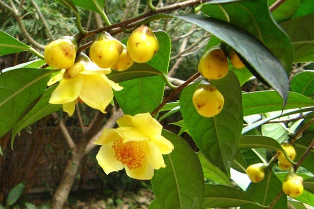 Thông tin hình ảnh cây Chè hoa vàng, trà hoa vàng hay còn gọi là Kim hoa trà có tên khoa học:  Camellia chrysantha