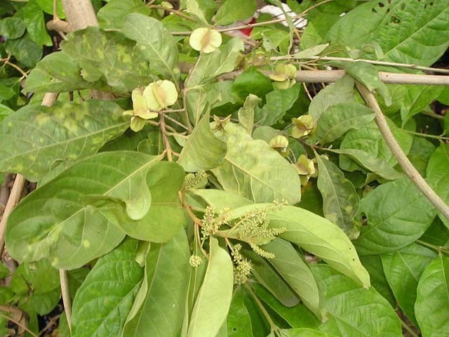 Combretum quadrangulare Kurz. : Chưn bầu, Trâm bầu  Cây thường gặp mọc ven đường, ven bờ ruộng miền Nam