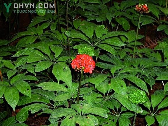 Thông tin tổng hợp mô tả đầy đủ để nhận biết đúng loại cây Tam Thất 