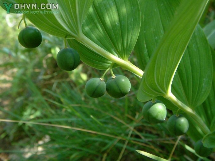 Hình ảnh cây Ngọc trúc - Polygonatum odoratum (Mill.) Druce (P. officinale All.), thuộc họ Hoàng tinh - Convallariaceae.