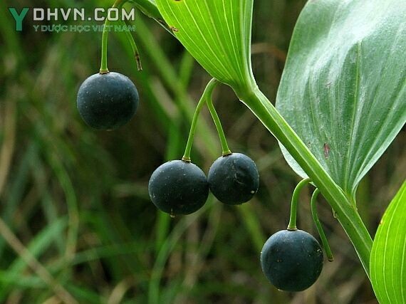 Thông tin thêm về cây Ngọc Trúc