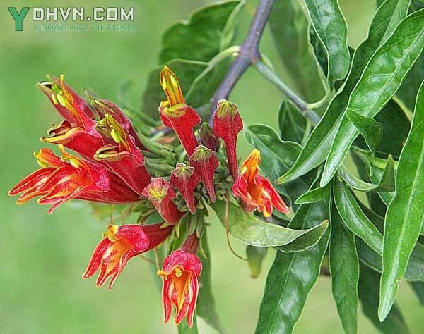 Cây Mảnh công, cây bìm bịp, cây xương khỉ - Clinacanthus nutans (Burn f) Linlau, thuộc họ Ô rô - Acanthaceae.