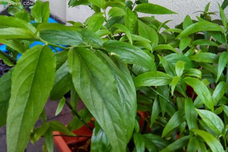 Mảnh công, cây bìm bịp, cây xương khỉ - Clinacanthus nutans (Burn f) Linlau, thuộc họ Ô rô - Acanthaceae.