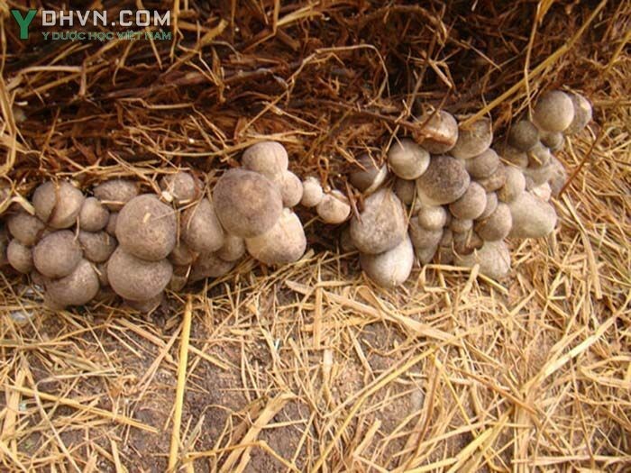 Nấm rơm, nấm rạ - Volvariella volvacea (Bull. ex Fr.) Singer thuộc họ Nấm rơm - Pluteaceae.