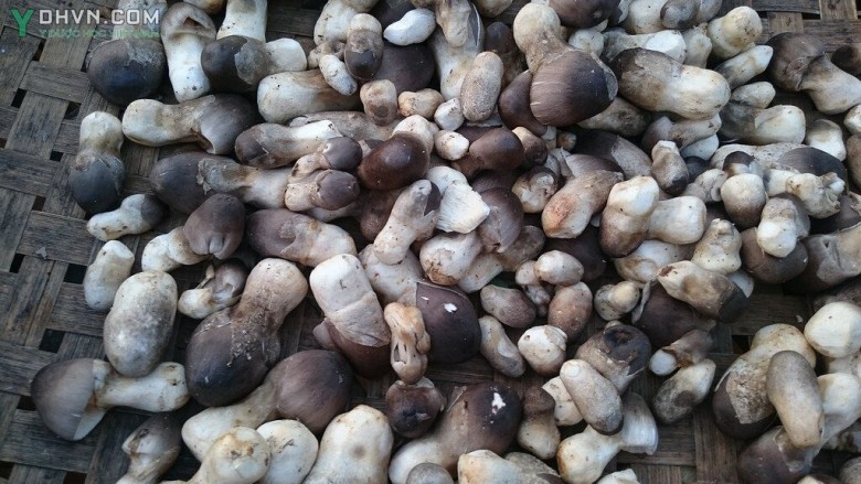 Kỹ thuật trồng và chế biến nấm rơm (Volvariella volvacea)