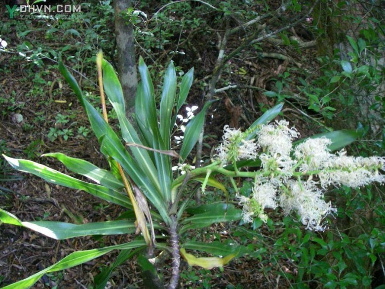 Hình ảnh cây Bồng bồng - Dracaena angustifolia Roxb. thuộc họ Bồng bồng - Dracaenaceae.