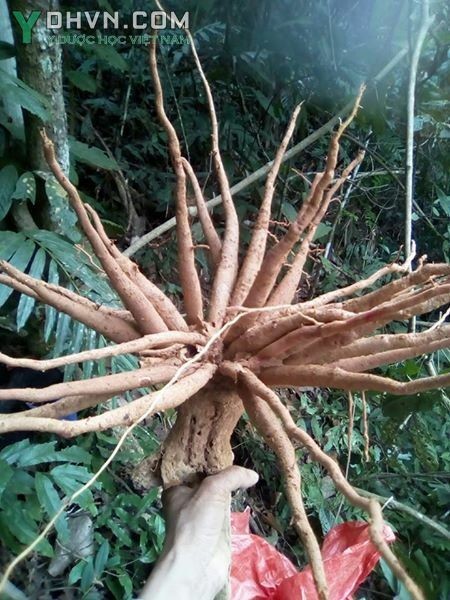 Thông tin mô tả Công dụng và tác dụng của cây Dược Liệu
