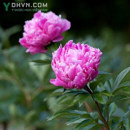 Cây Bạch thược hay Thược dược có tên khoa học:  Paeonia lactiflora Pall. (P. albiflora Pall), thuộc họ Mẫu đơn - Paeoniaceae.