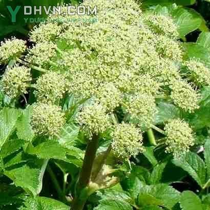 Cây Bạch thược nam - Premna camboliana P.Dop var membranacea P.Dop, thuộc họ Cỏ roi ngựa - Verbenaceae.