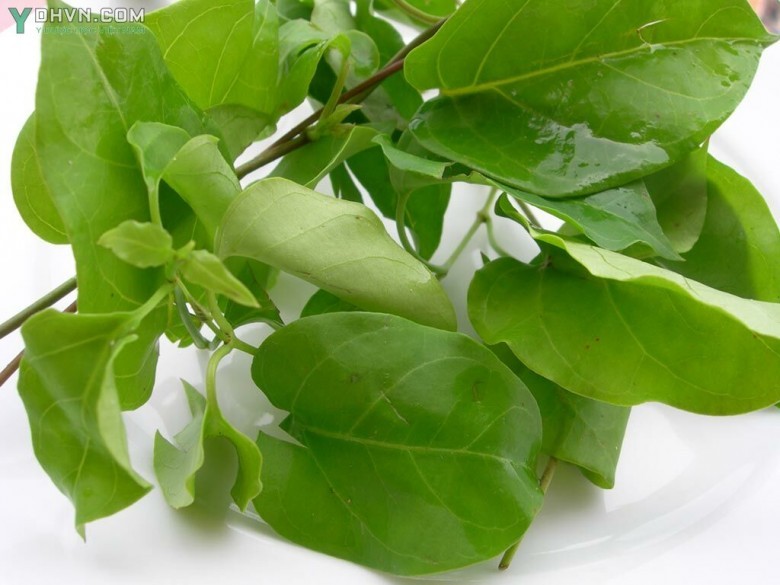 Lá giang còn gọi cây chua méo, chua khan, dây cao su hồng. Tên khoa học: Ecdysanthea rosea Hook. et Arn.