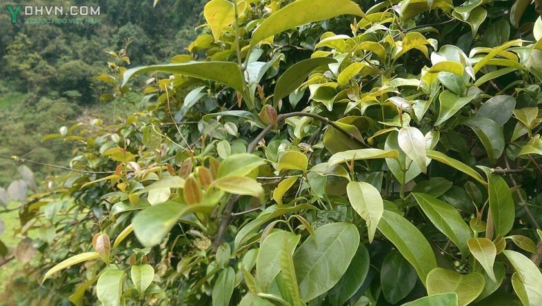 Cây Dây dang có tên khoa học:  Aganonerion polymorphum Pierre ex Spire, thuộc họ Trúc đào - Apocynaceae.