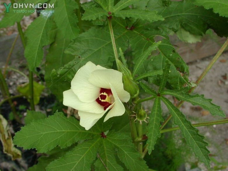 Cây Ðậu bắp, Bụp bắp hay Mướp tây - Abelmoschus esculentus (L.,) Moench, thuộc họ Bông - Malvaceae.