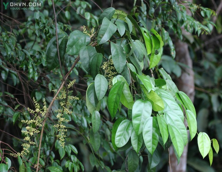 Cây Hoàng đằng có tên khoa học: Fibraurea tinctoria Lour., thuộc họ Tiết dê - Menispermaceae.