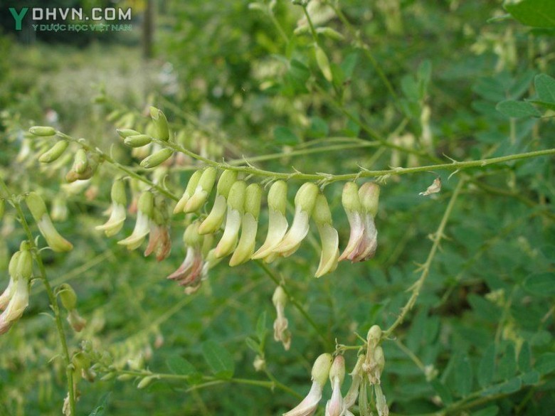 Cây Hoàng kỳ - Astragalus membranaceus (Fisch.) Bunge., thuộc họ Đậu - Fabaceae.