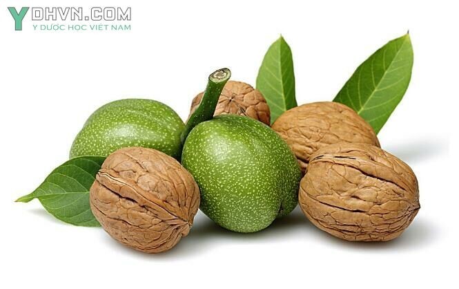 Cây Hồ đào, Óc chó có tên khoa học: Juglans regia L., thuộc họ Hồ đào - Juglandaceae.