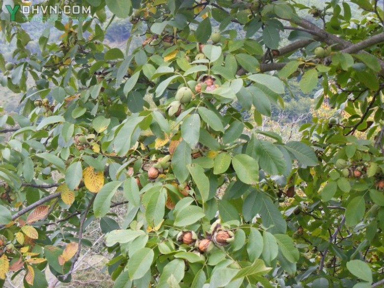 Hình ảnh cây Hồ đào, Óc chó - Juglans regia L