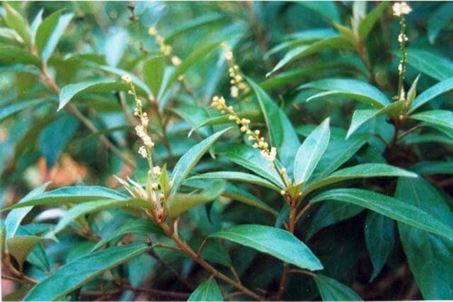 Hình ảnh và mô tả cây Khổ sâm Bắc bộ - Croton tonkinensis Gagnep., - thuộc họ Thầu dầu - Euphorbiaceae.