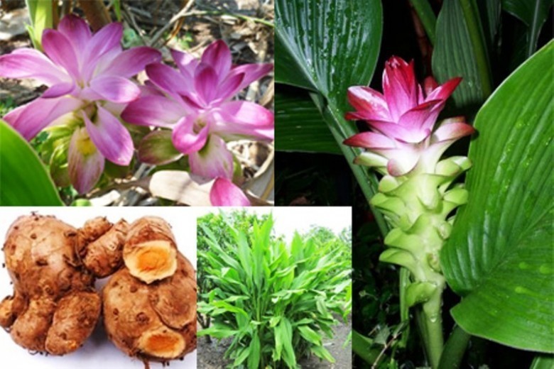 Hình ảnh và mô tả cây Nghệ Rễ Vàng - Curcuma Xanthorrhiza