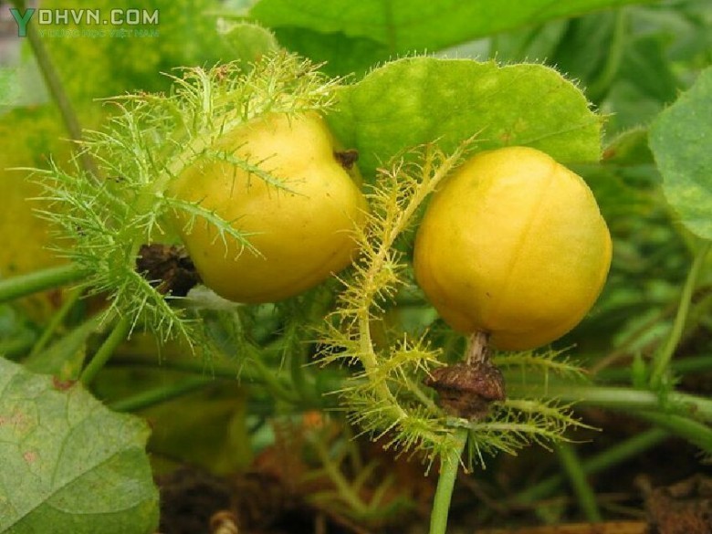 Hình ảnh quả lạc tiên
