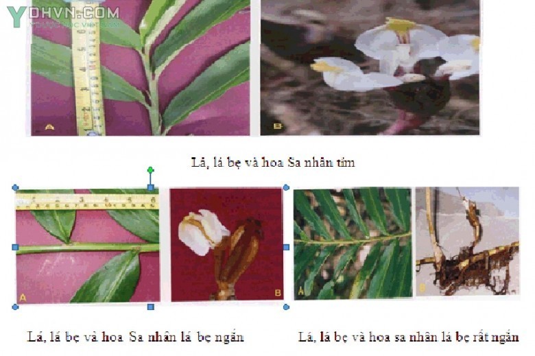 II. Chuẩn bị giống cây Sa nhân