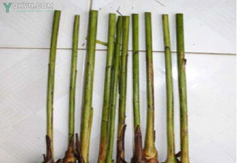 III. Nhân giống cây Sa Nhân bằng phương pháp giâm hom