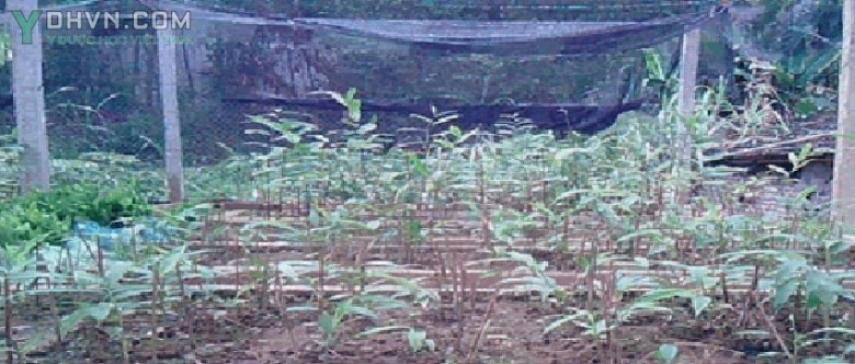 IV. Xuất vườn