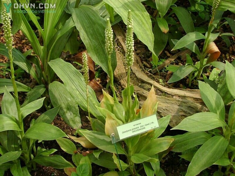 Hình ảnh cây Lan gấm đất cao- Goodyera procera Ker Gawl.) Hook, thuộc họ Lan - Orchidaceae.