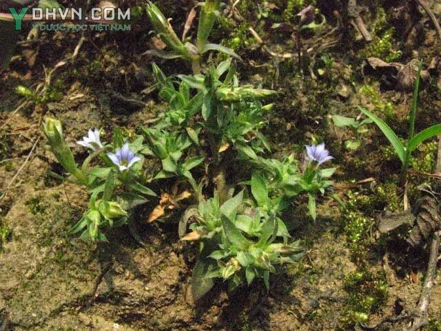 Cây Long đởm, Đinh - Gentiana lourerii D.Don) Griseb., thuộc họ Long đởm - Gentianaceae.