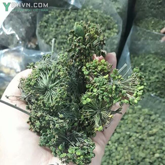 Hình ảnh hoa tam thất đã được làm khô
