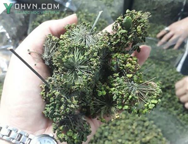 Hình ảnh Hoa tam thất Lào Cai