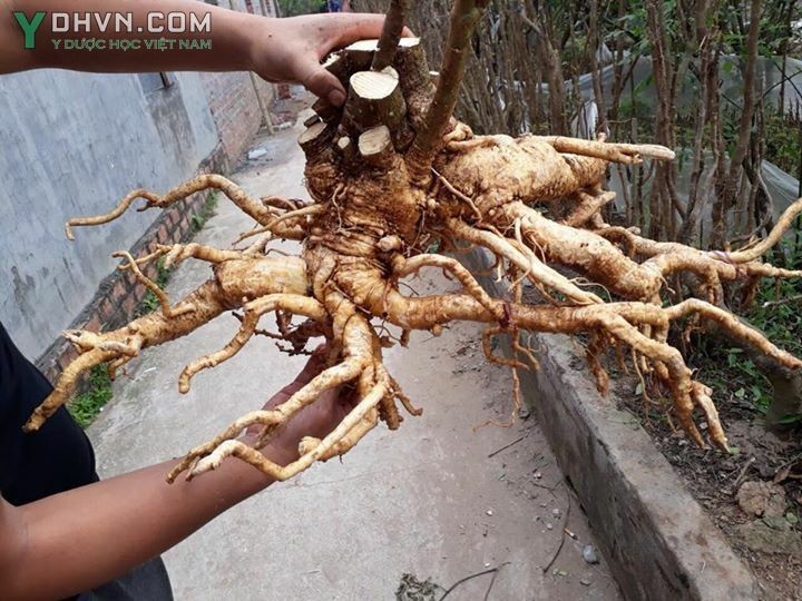 Củ đinh lăng tươi