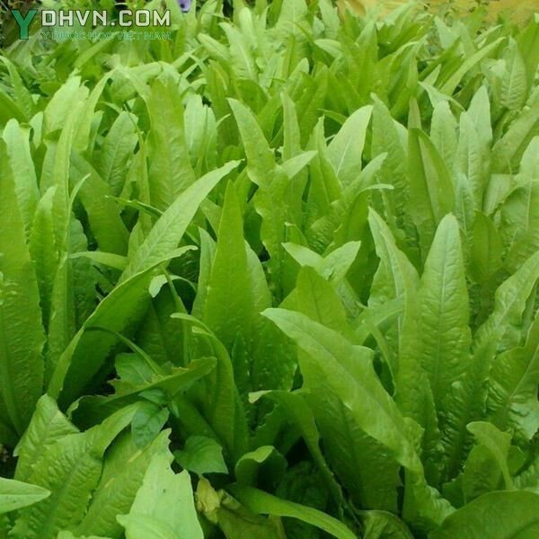 Cây Rau diếp - Lactuca sativa L var longifolia Lam, thuộc họ Cúc - Asteraceae.