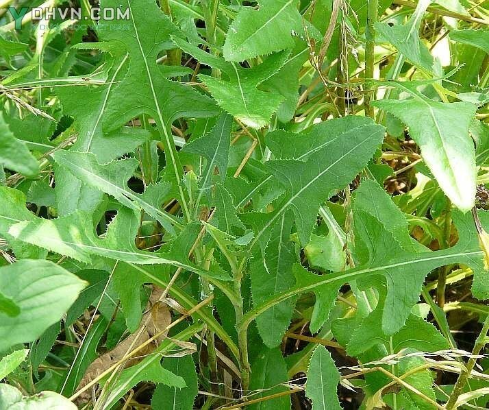 Cây Rau diếp dại, Rau bao, Diếp trời - Sonchus arvensis L, thuộc họ Cúc - Asteraceae.