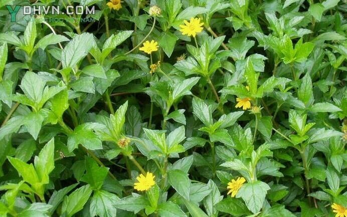 Cây Sài đất, Cúc nháp, Ngổ núi, Húng trám - Wedelia chinensis (Osbeck) Merr., thuộc họ Cúc - Asteraceae.