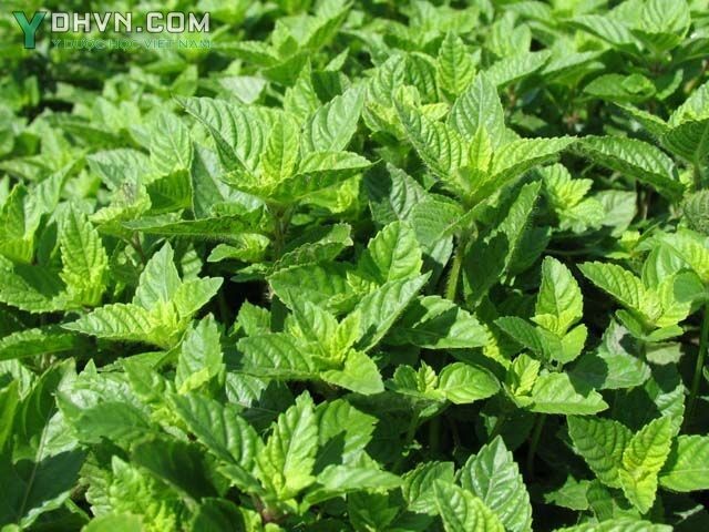 Sương sáo - Mesona chinensis Benth., thuộc họ Hoa môi - Lamiaceae.