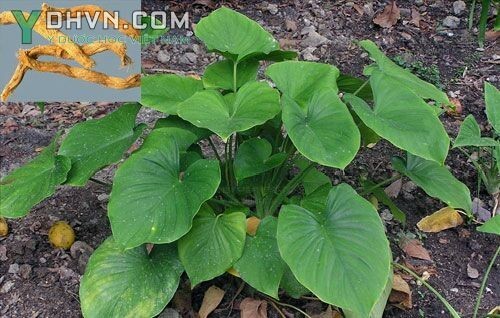 Cây Thiên niên kiện, Sơn thục, Thần phục - Homalomena occulta (Lour.) Schott, thuộc họ Ráy - Araceae.
