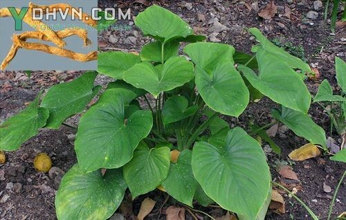 Cây thiên niên kiện - Homalomena occulta