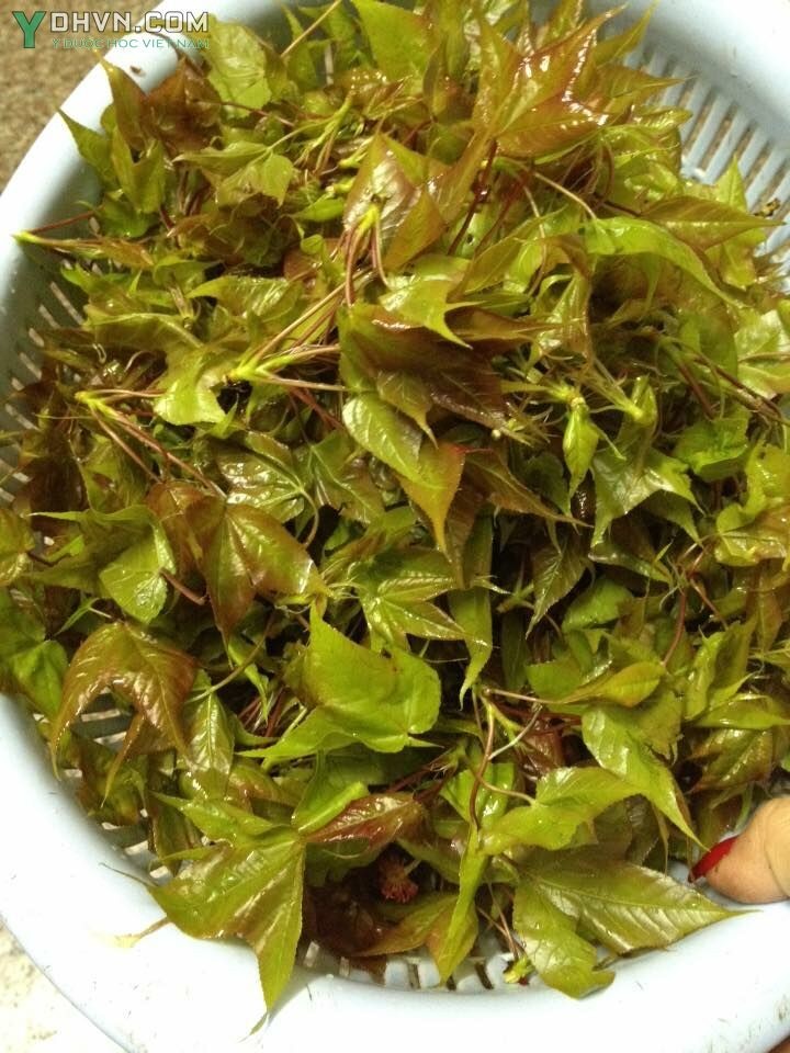 Lá cây Sau sau Lạng Sơn