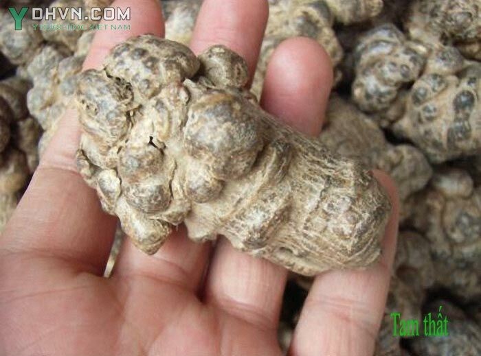 Hình ảnh rễ củ Tam Thất khô (Dược Liệu)
