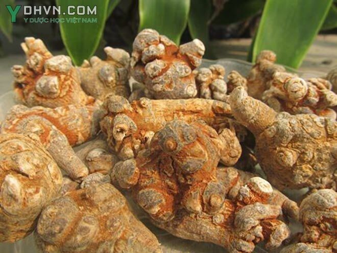HÌNH ẢNH CỦ TAM THẤT