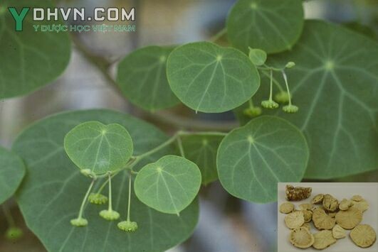 Cây Phấn phòng kỷ, Củ dòm, Củ gà ấp - Stephania tetrandra S Moore, thuộc họ Tiết dê - Menispermaceae.