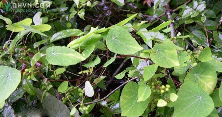Cây Cù dòm, Củ gà ấp - Stephania dielsiana Y.C. Wu, thuộc họ Tiết dê - Menispermaceae.